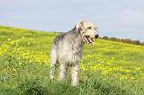 IRISH WOLFHOUND 206